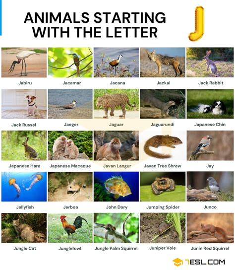 Animals That Start With Letter J Archives Sly Objects That Start With J - Objects That Start With J