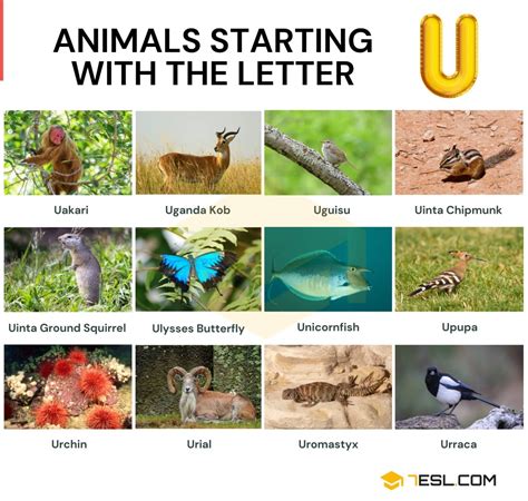 Animals That Start With U List Images And Objects That Begin With U - Objects That Begin With U