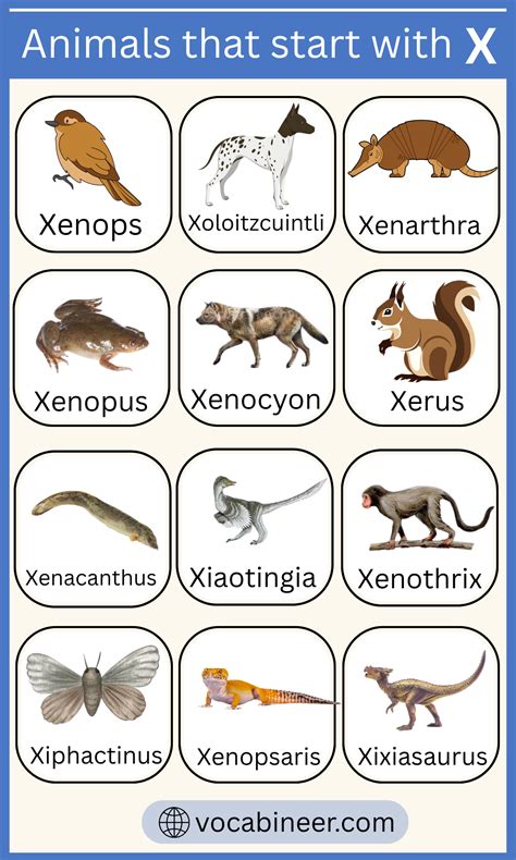 Animals That Start With X