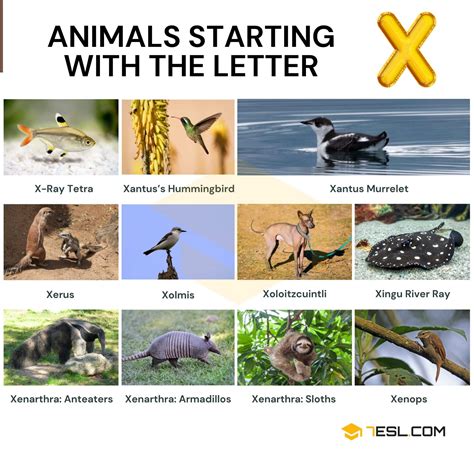 Animals That Start With X Listed With Pictures Object That Starts With X - Object That Starts With X
