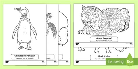 Animals Under Threat Colouring Sheets Primary Resource Twinkl Endangered Species Coloring Pages - Endangered Species Coloring Pages