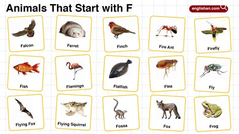 Animals With F