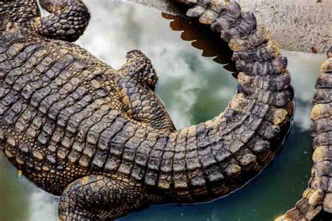 Animals With Scales