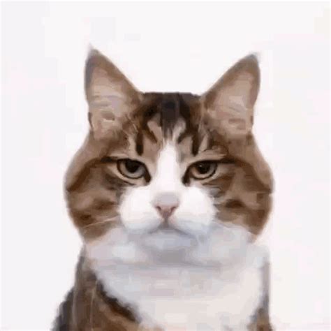 animasi marah bergerak kucing