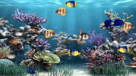 Animated Fish Wallpapers   100 Live Fish Wallpapers Wallpapers Com - Animated Fish Wallpapers