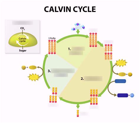 Animation The Calvin Cycle Channels For Pearson The Calvin Cycle Worksheet - The Calvin Cycle Worksheet