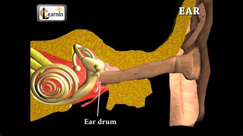 Animation The Human Ear Channels For Pearson Human Ear Worksheet - Human Ear Worksheet