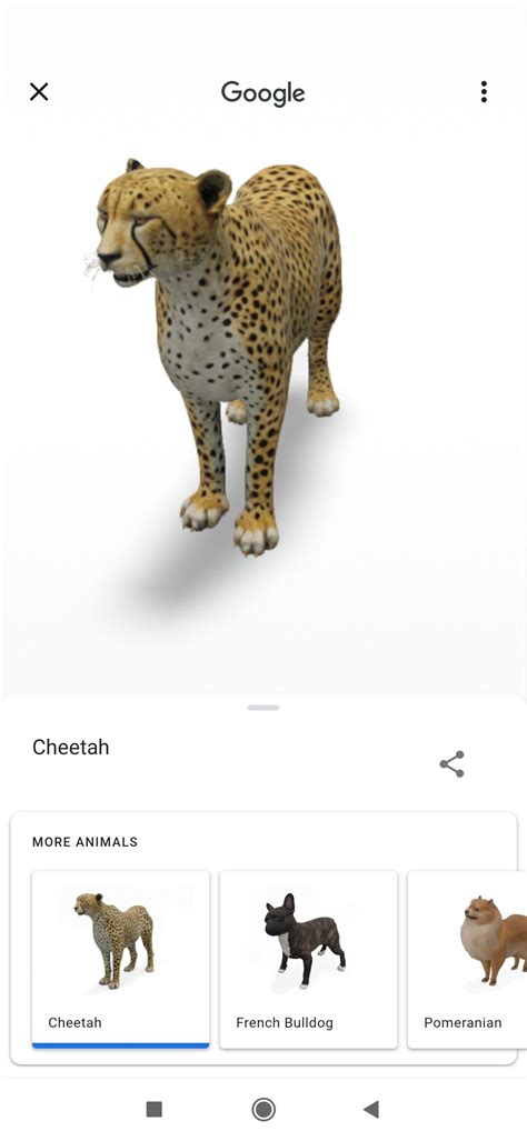 Animaux Google 3d   More Info - Animaux Google 3d
