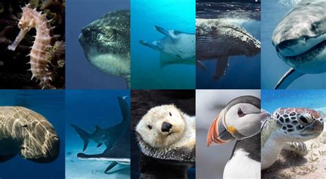 animaux marins