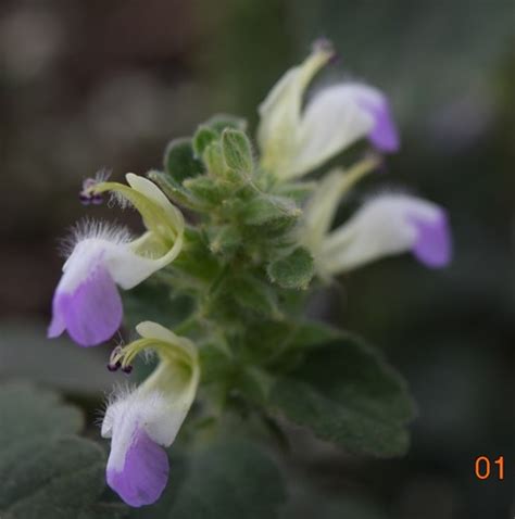 Read Online Anisomeles Indica L Kuntze Var Mollissima Benth 