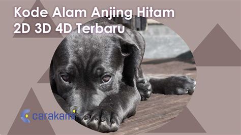 ANJING 4D ‼️ Buku Mimpi 4D Abjad A - Z Bergambar Lengkap