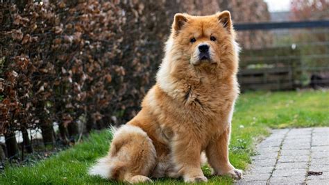 anjing chow chow | 20 ging ch p nht th gii
