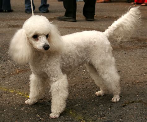 anjing poodle