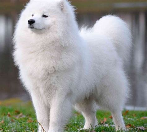 anjing samoyed | Top 20 Ging ch khng l nht