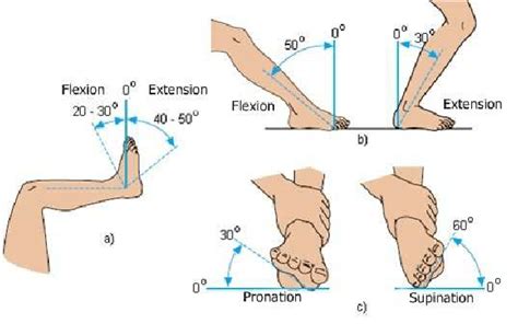 Ankle Normal Rom
