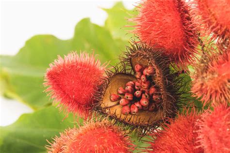 annatto coloring