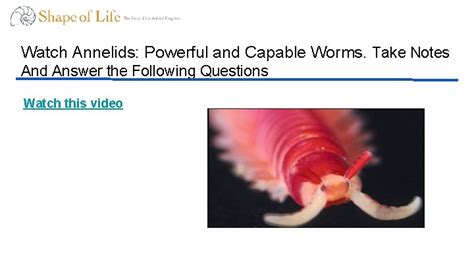 Annelids Powerful And Capable Worms Questions Shape Of Annelid Worksheet Answers - Annelid Worksheet Answers