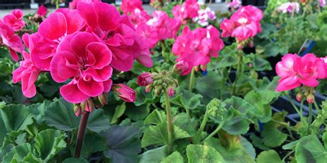 Full Download Annual Geraniums Manual Guide 