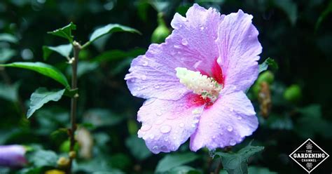 another name for rose of sharon