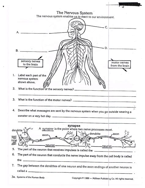 Answer Central Nervous System Worksheets Learny Kids Central Nervous System Worksheet Answers - Central Nervous System Worksheet Answers