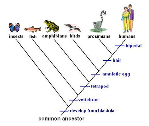 Answer Cladogram Sponge Jellyfish Flatworm