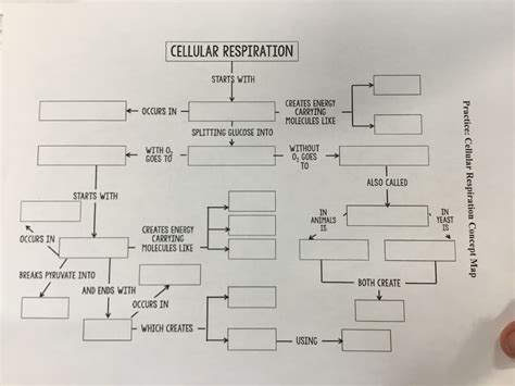 Answer Key Cellular Respiration Concept Map Key