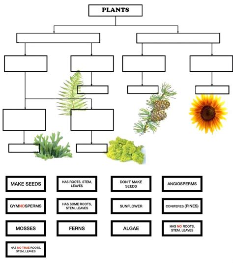 answer key classification of plants concept map