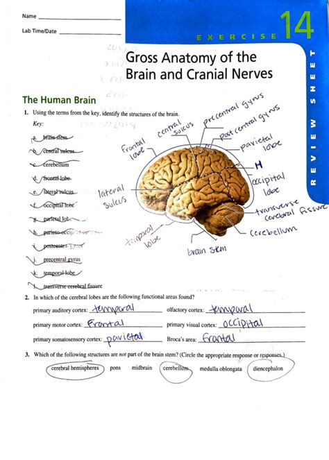 answer key laboratory exercise cranial nerves