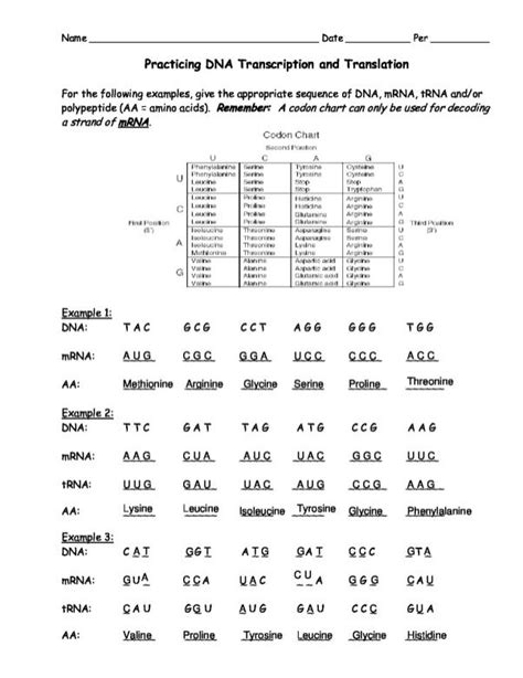 Answer Key Practicing Dna Transcription And Translation Worksheet Answers