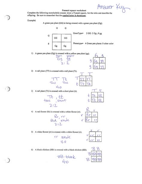 Answer Key Punnett Square Worksheet