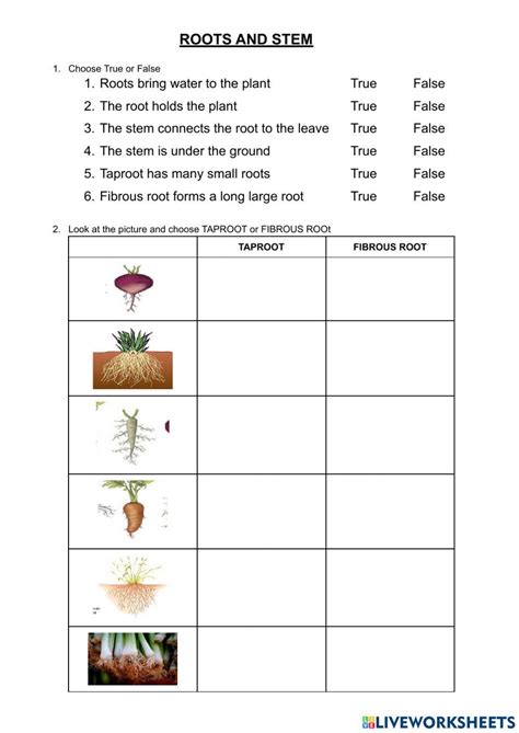 Answer Key Roots Stems Leaves