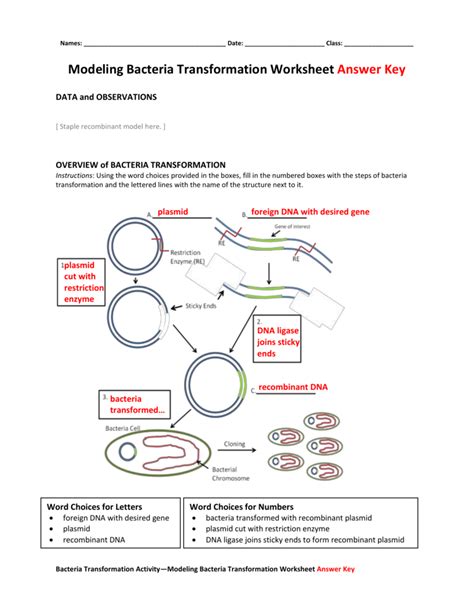 Answer Key To Bacterial Transformation Virtual Lab