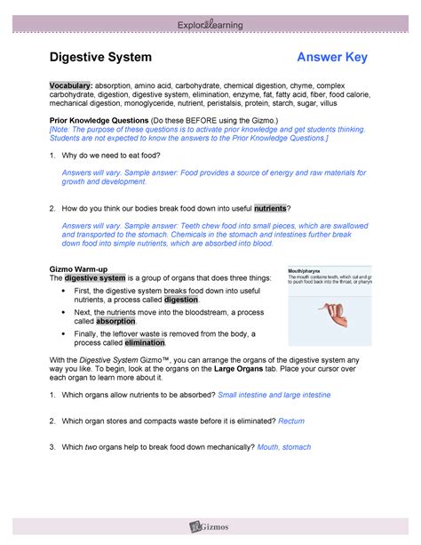 answer key to digestive system section 48