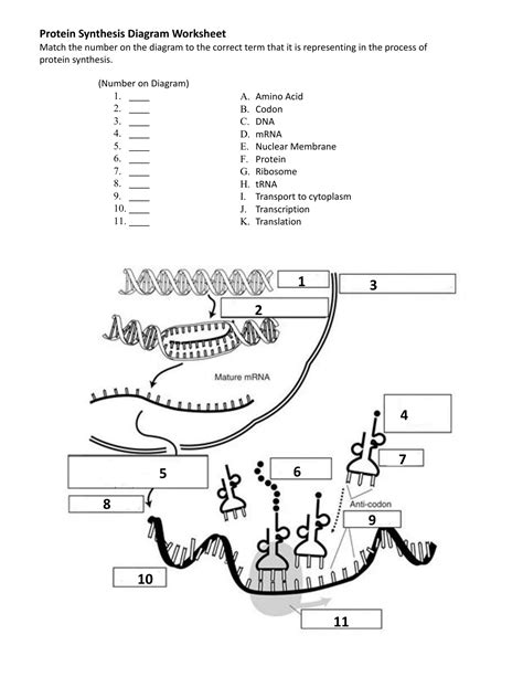 answer key to protein synthesis webquest