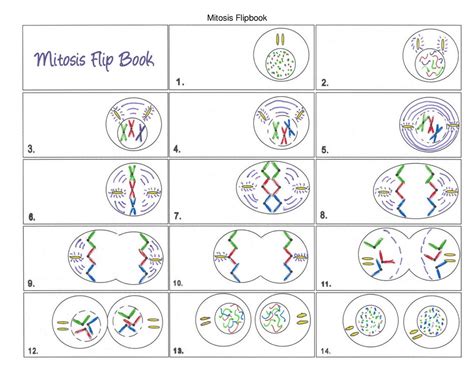 Answer Mitosis Flip Book