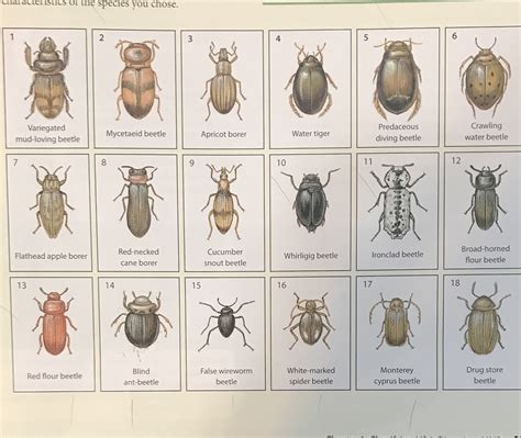 Answer Of The 18 Beetles Dichotomous Lab