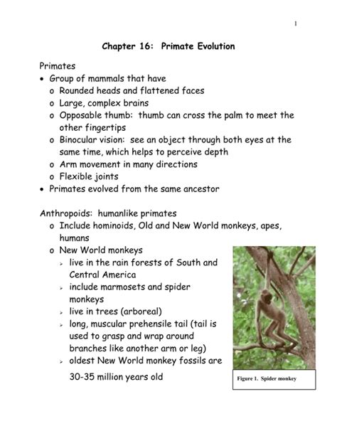 Read Online Answer Key For Chapter 16 Primate Evolution 