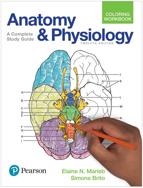 Download Answer Key To Pearson Anatomy Physiology 