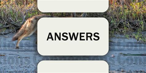 answers about coyote