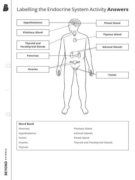 Answers For Endocrine System Study Guide