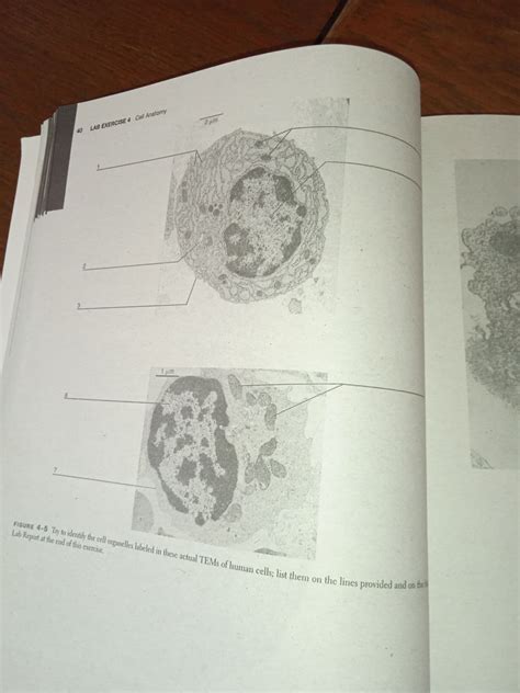 Answers For Lab Exercise 4 Cell Anatomy