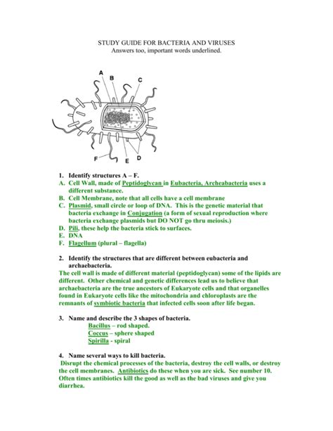 answers to bacteria and viruses study guide