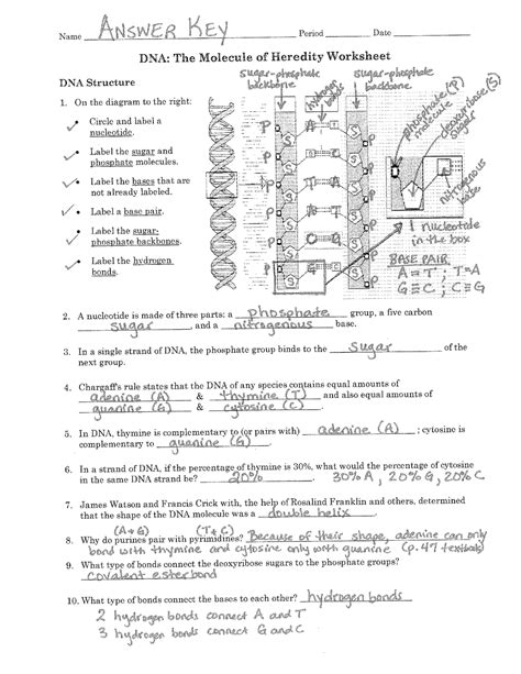 answers to dna workshop activity