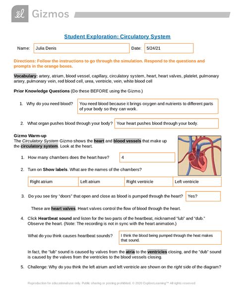 Answers To Gizmo Circulatory System Studocu The Circulatory System Worksheet Answer Key - The Circulatory System Worksheet Answer Key