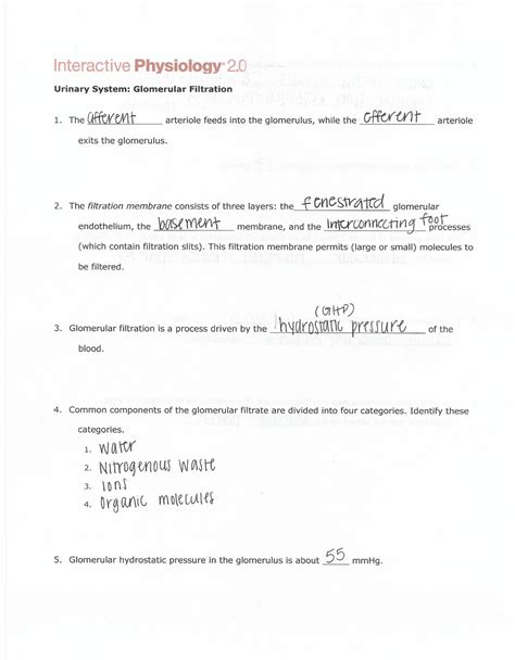 answers to interactive physiology urinary system