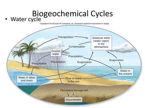 Read Online Answers Biogeochemical Cycles Study Guide 