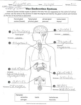 Read Online Answers For Endocrine System Study Guide 