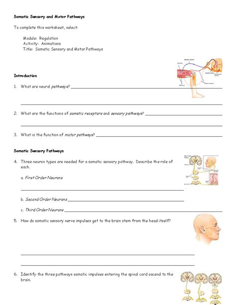 Download Answers Itt Somatic Sensory And Motor Pathways 