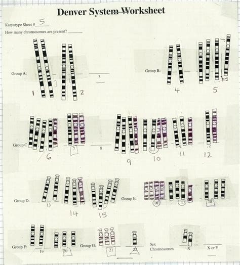 Read Online Answers To Denver System 