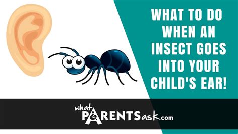 ant inside ear how to remove